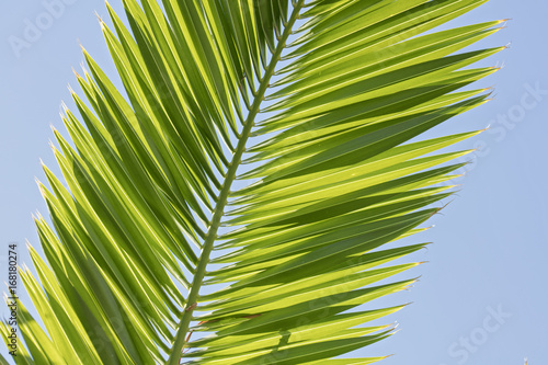 Palm leaves against blue sky summer holiday  vacation postcard concept   Nature background