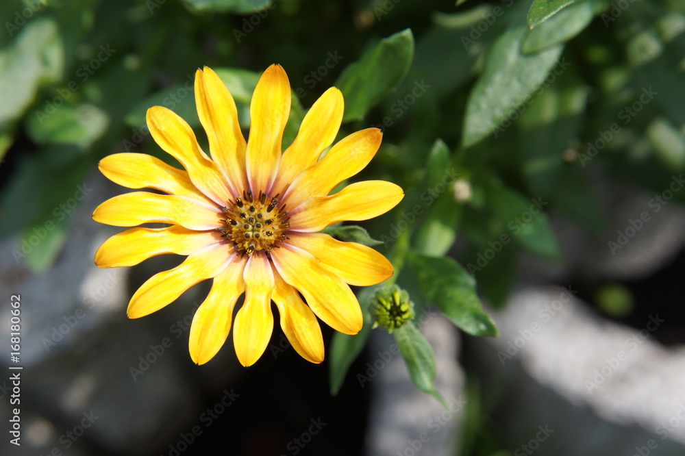 Obraz premium gerbera yellow