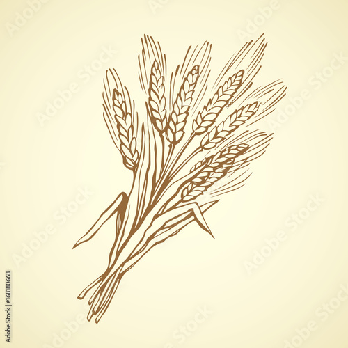 Seven spikelets of wheat. Vector drawing