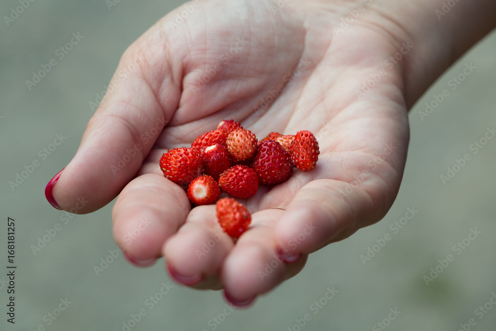 Juicy, ripe strawberries in hand. Juicy, ripe strawberries in hand.