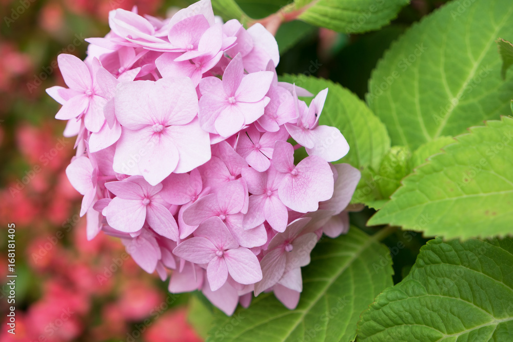 Closeup of pink hydrangea (Hydrangea macrophylla) Closeup of pink hydrangea (Hydrangea macrophylla)