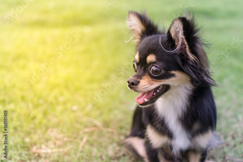 Chihuahua is sitting on the lawn.