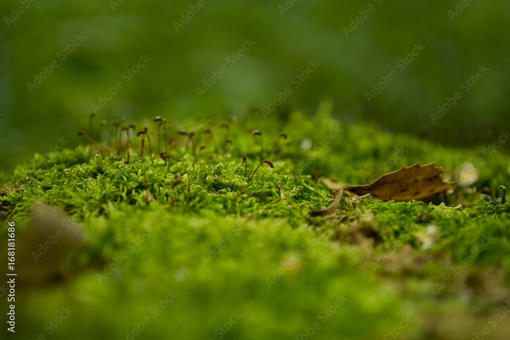 Moss in the forest