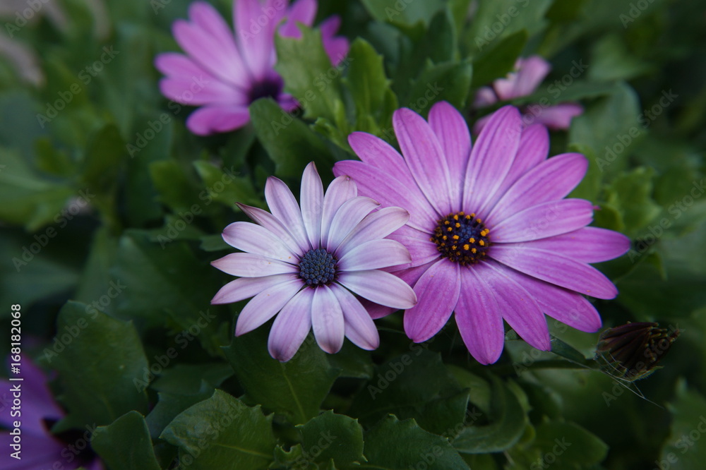gerbera purple pink white gerbera purple pink white