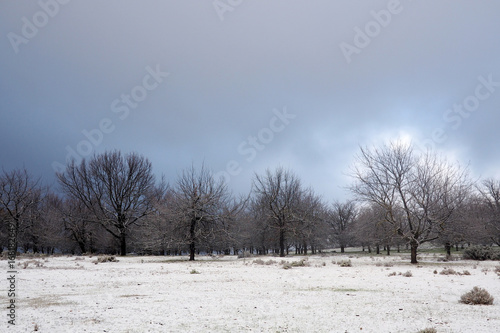 Wallpaper Mural Oak trees in winter snow Torontodigital.ca