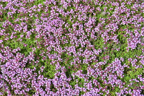 Creeping thyme Thymus praecox flowering in a garden