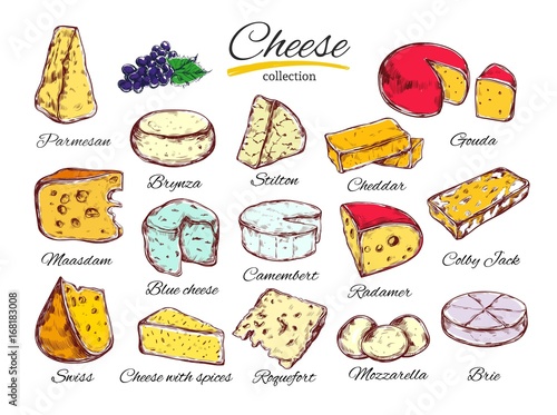 Cheese collection. Vector hand drawn illustration of cheese types . Isolated on white