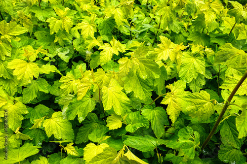 background of green leaves