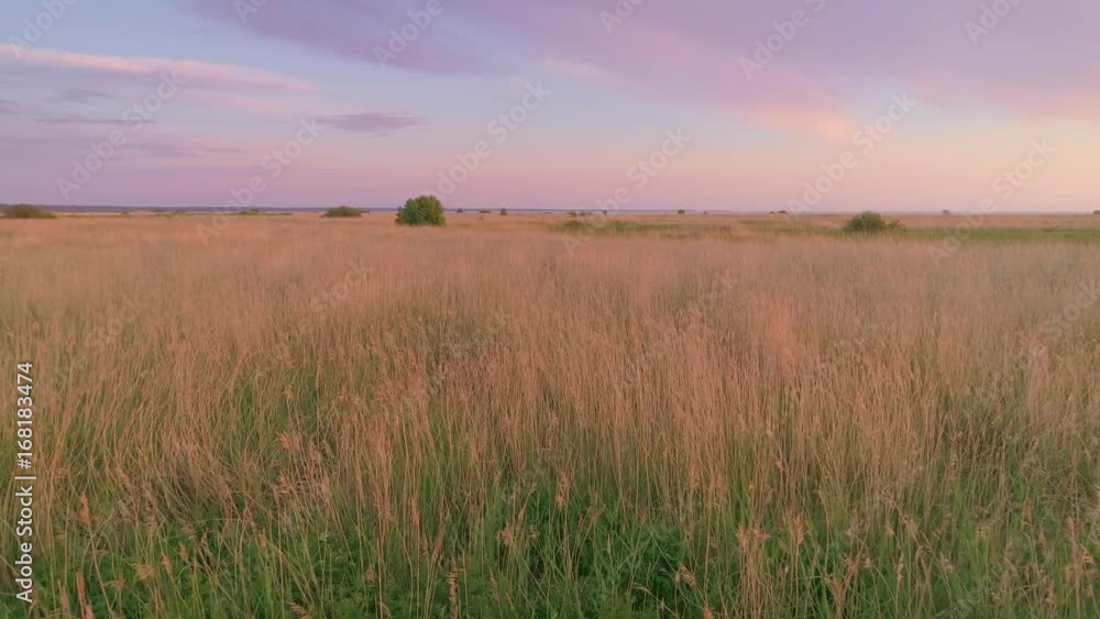 Flying over reed on coastal meadow Flying over reed on coastal meadow