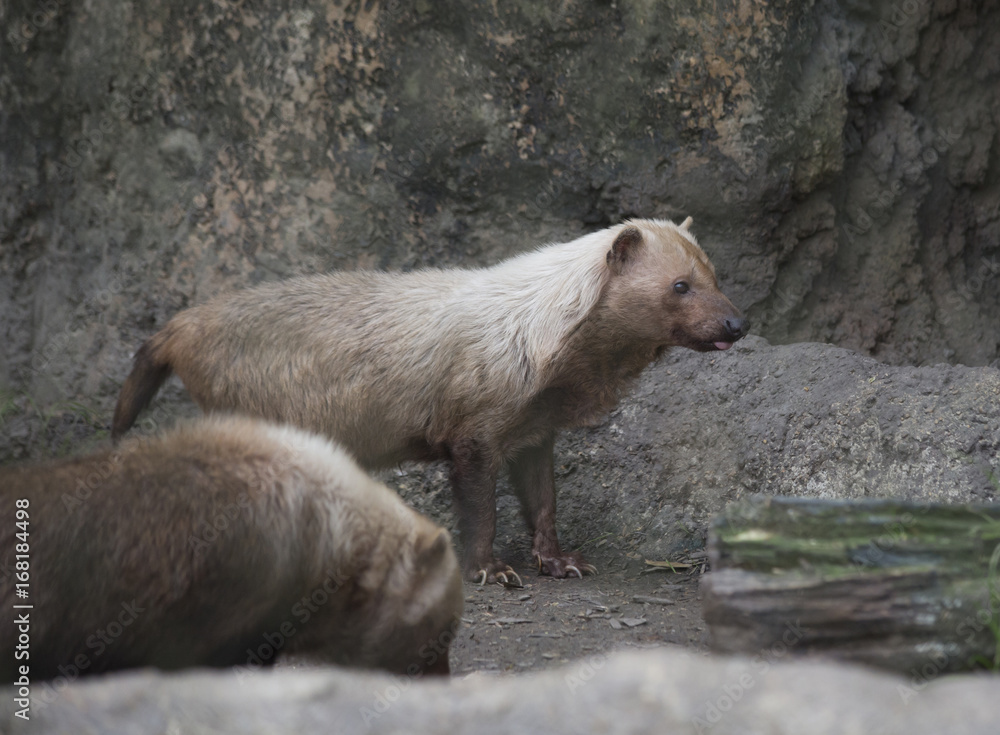 Obraz premium Bush Dogs