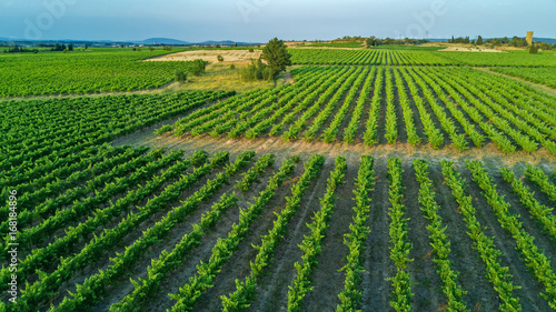 Aerial top view of vineyards landscape from above background  South France  