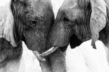 Papier peint photo Éléphant Tendresse entre éléphants en savane  © Seymour