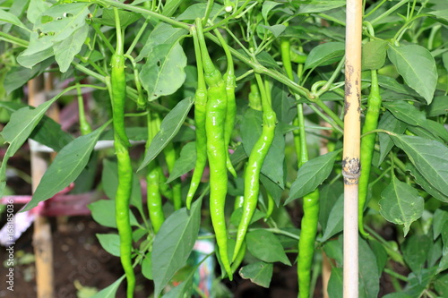 Manganji togarashi pepper photo