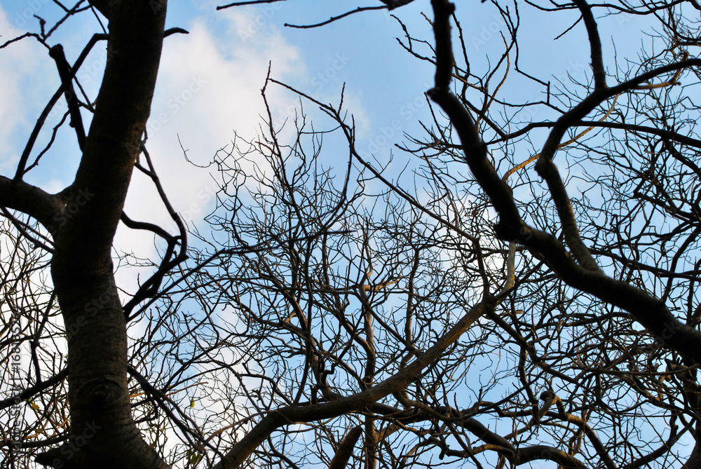 Obraz premium Trees & sky