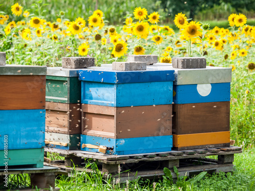 Bienenkasten © focus finder