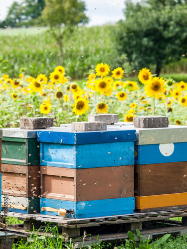 Bienenkasten © focus finder