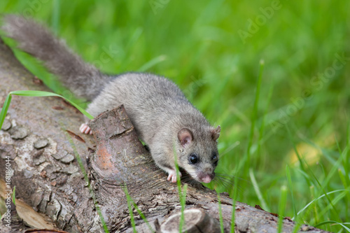 Siebenschläfer (Glis glis)