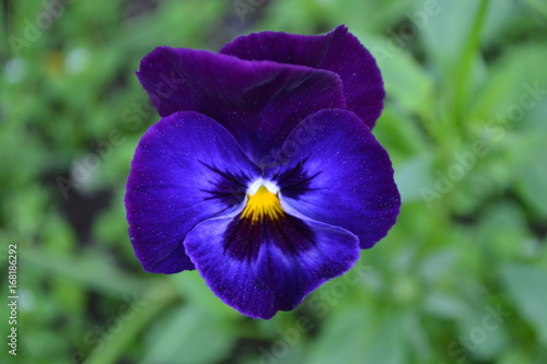 Blue pansies in the garden