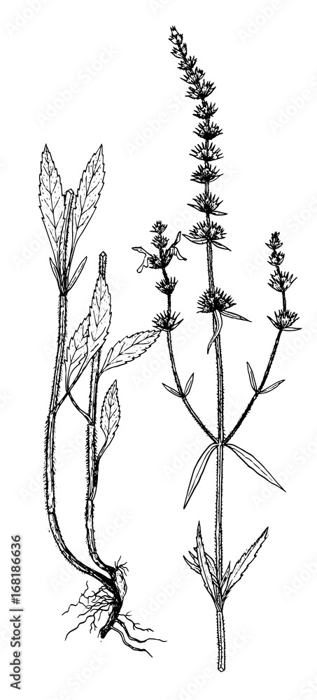 Obraz premium Stachys recta botanical illustration