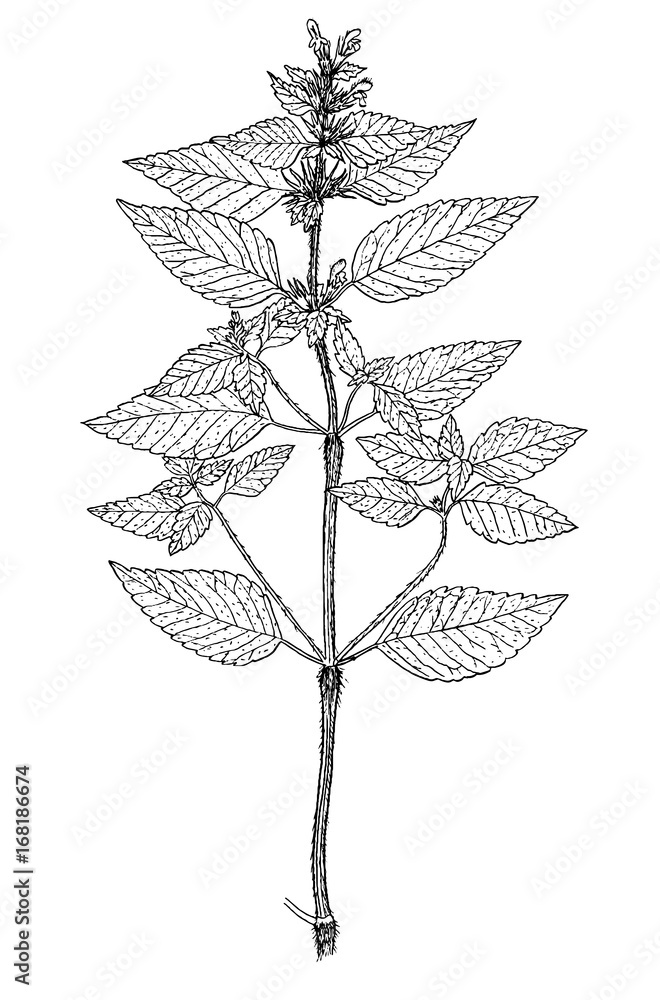 Galeopsis tetrahit engraving illusttration Galeopsis tetrahit engraving illusttration