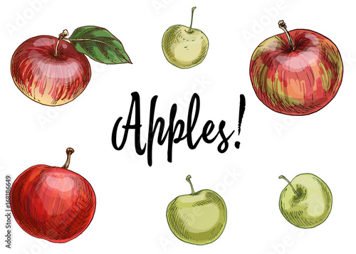 Illustration with different apples, red and green isolated on white background. Vector Illustration
