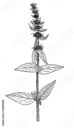 stachys germanica plant illustration