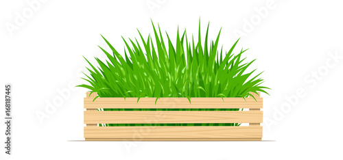 Wooden box with green grass. Gardening Equipment. Isolated white