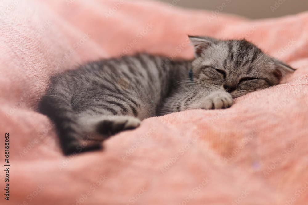 Sleeping cute gray kitten on the bed..Lop-eared Scottish cat