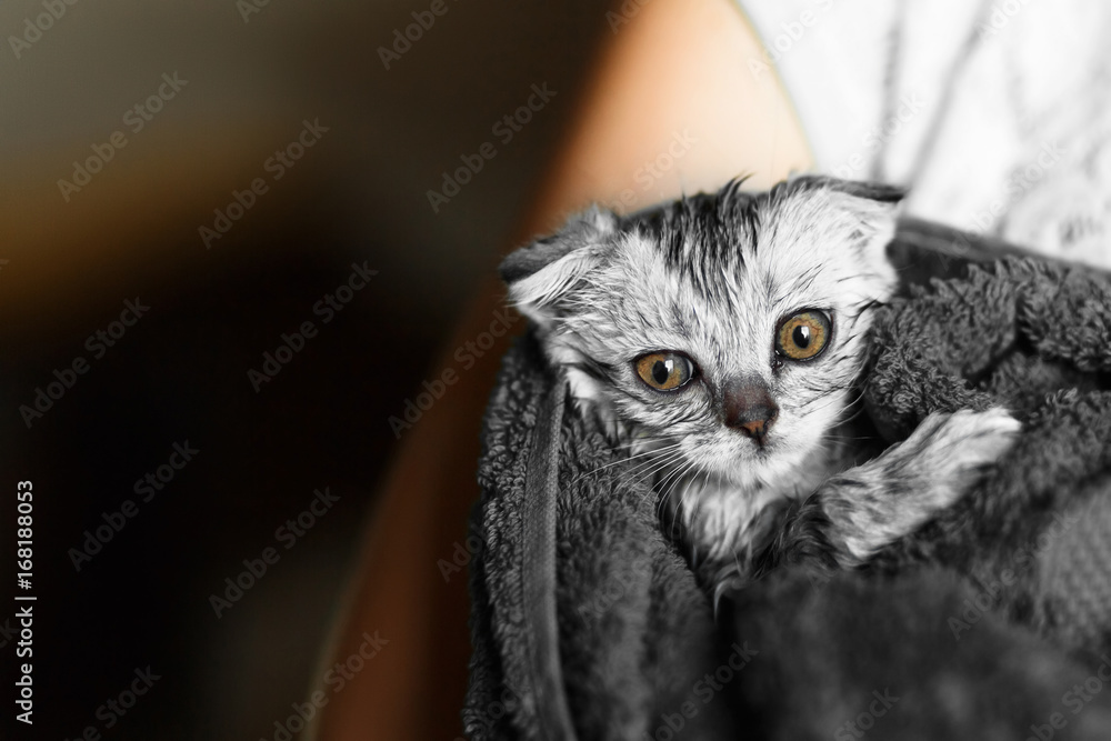 Cat washed in a towel, a lop-eared Scottish, a British lop-eared Cat washed in a towel, a lop-eared Scottish, a British lop-eared
