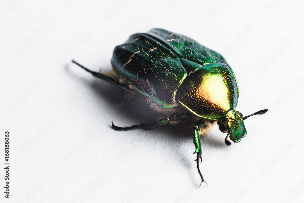 Beautiful green beetle, macro shot, golden bronze Beautiful green beetle, macro shot, golden bronze