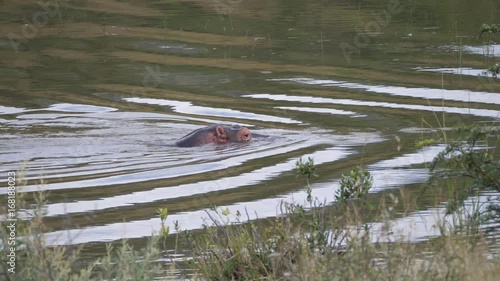 Wallpaper Mural Hippo in river at the Pilanesberg Game Reserve South Africa Torontodigital.ca