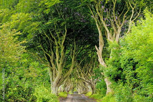 The Dark Hedges in Armoy Co. Antrim  Beautiful tree road landscape in Northern Ireland. Travel by car to your air in summer.