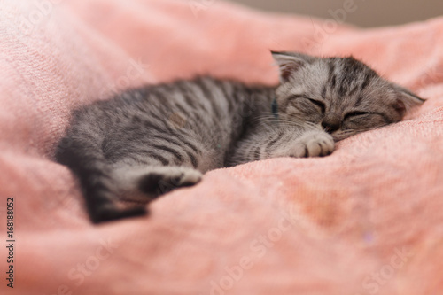 Sleeping cute gray kitten on the bed..Lop-eared Scottish cat