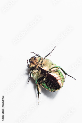 Green beetle insect lies paws up on a white background