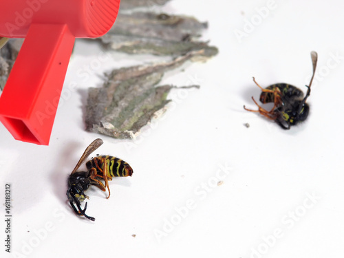 attention aux nids de guêpes en été !