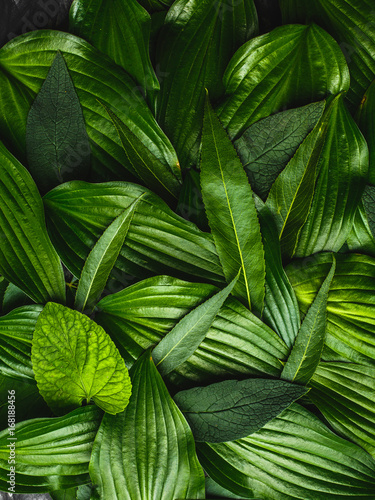 Creative background made green leaves