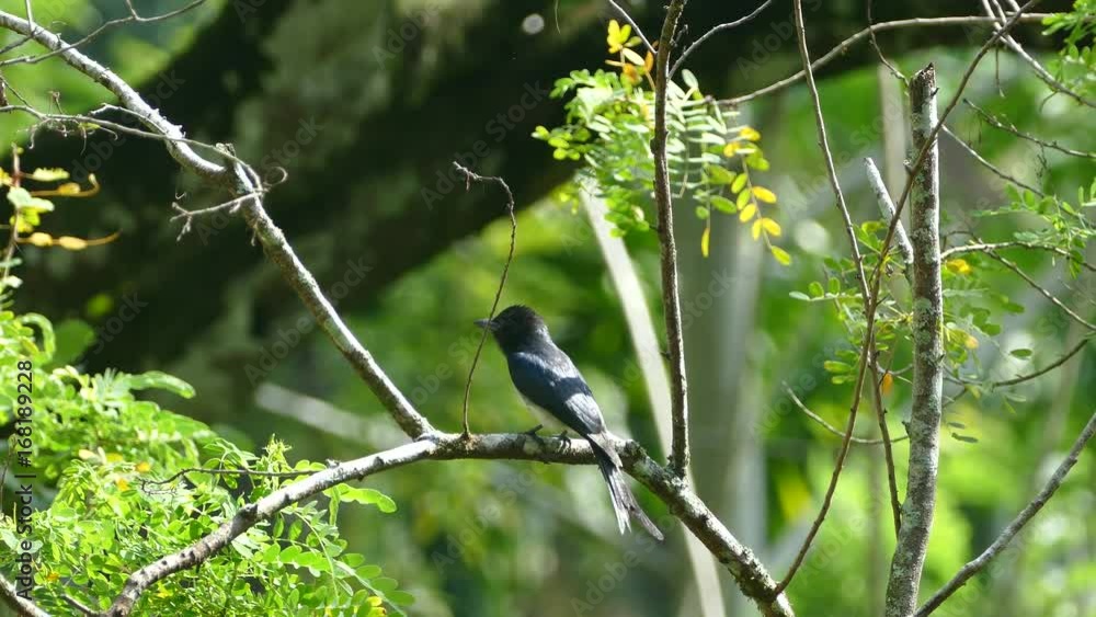 Bird eating sitting on branch in Sri Lanka Bird eating sitting on branch in Sri Lanka