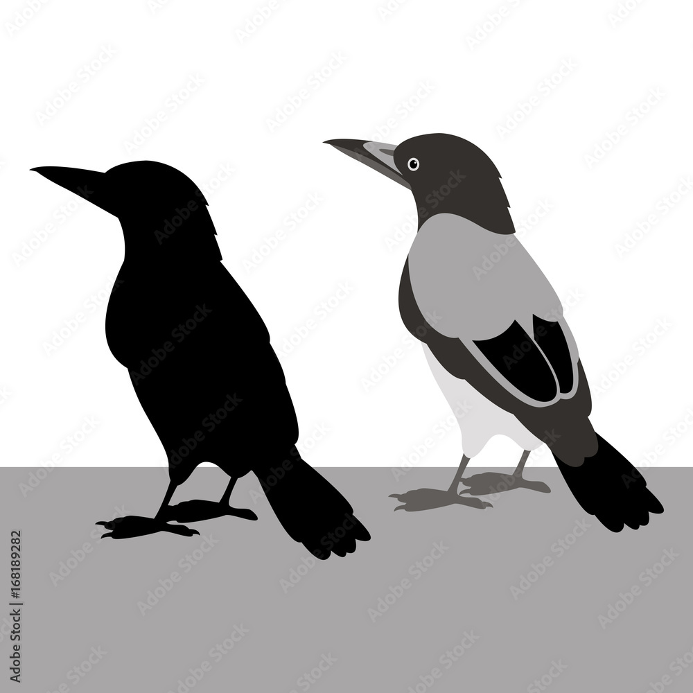 Obraz premium magpie vector illustration black silhouette