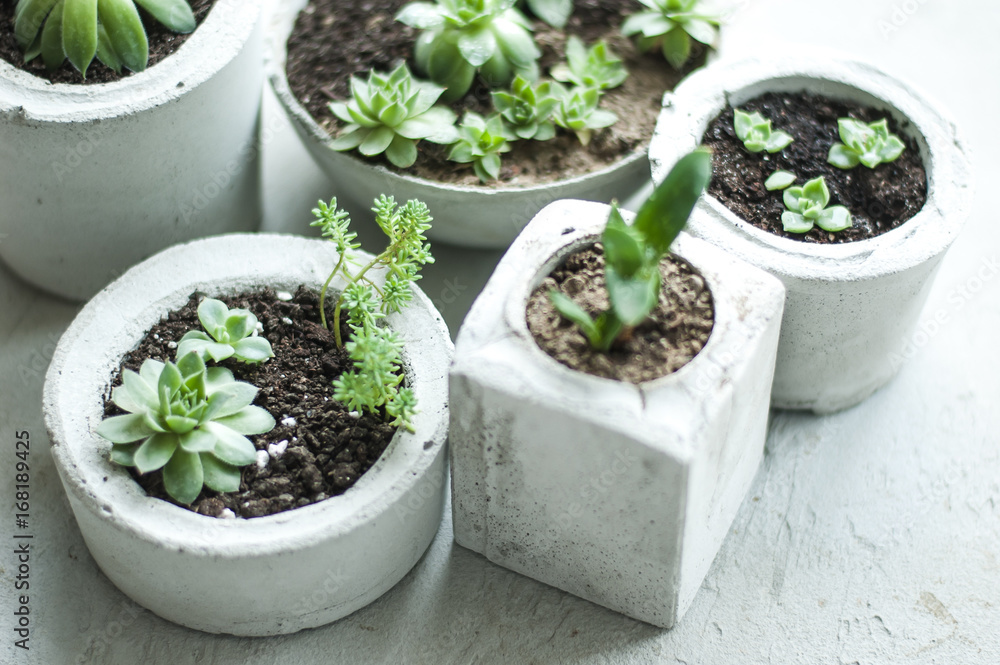 succulents in pot succulents in pot