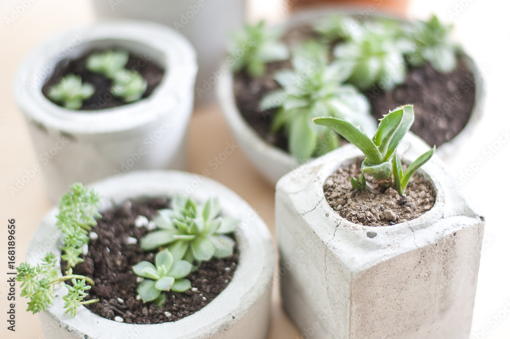 succulents in pot succulents in pot