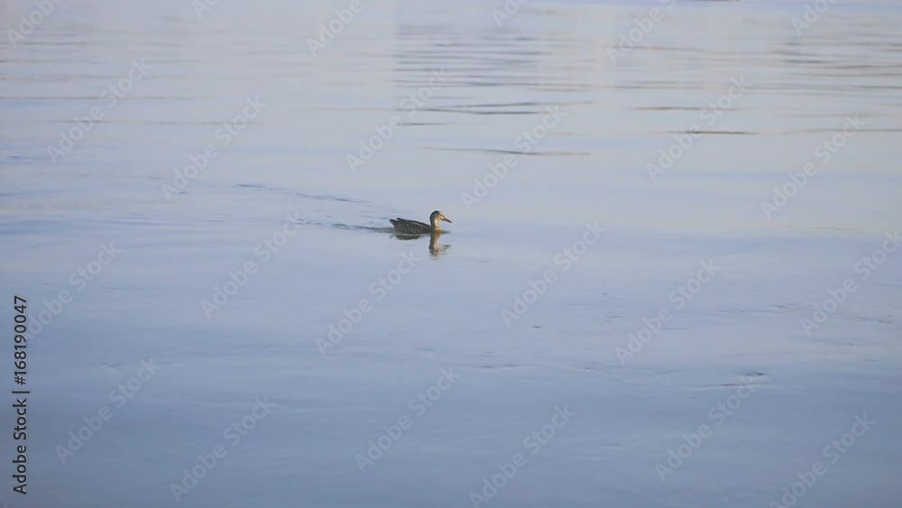 Duck is swimming in the calm river Duck is swimming in the calm river