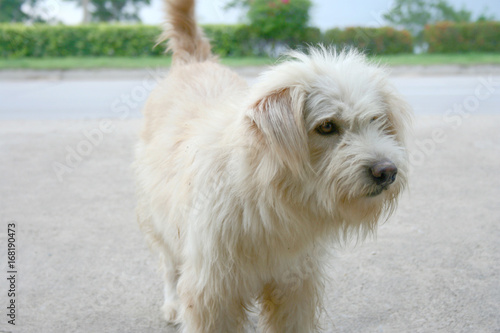 dirty dog standing white brown color © Kitti