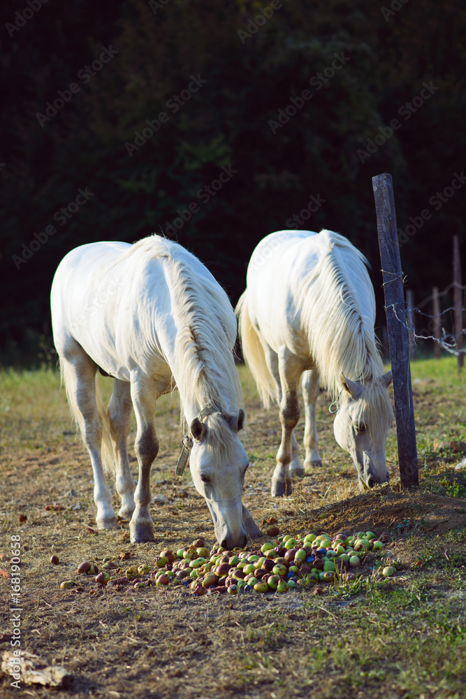 Obraz premium White horses eat apples