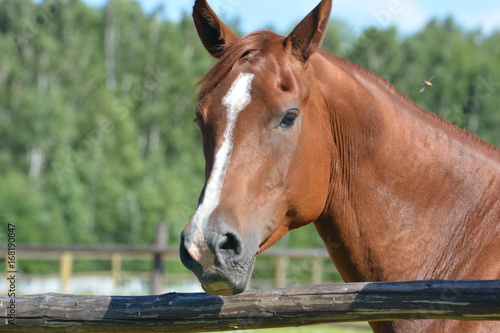 Red horse head portrait