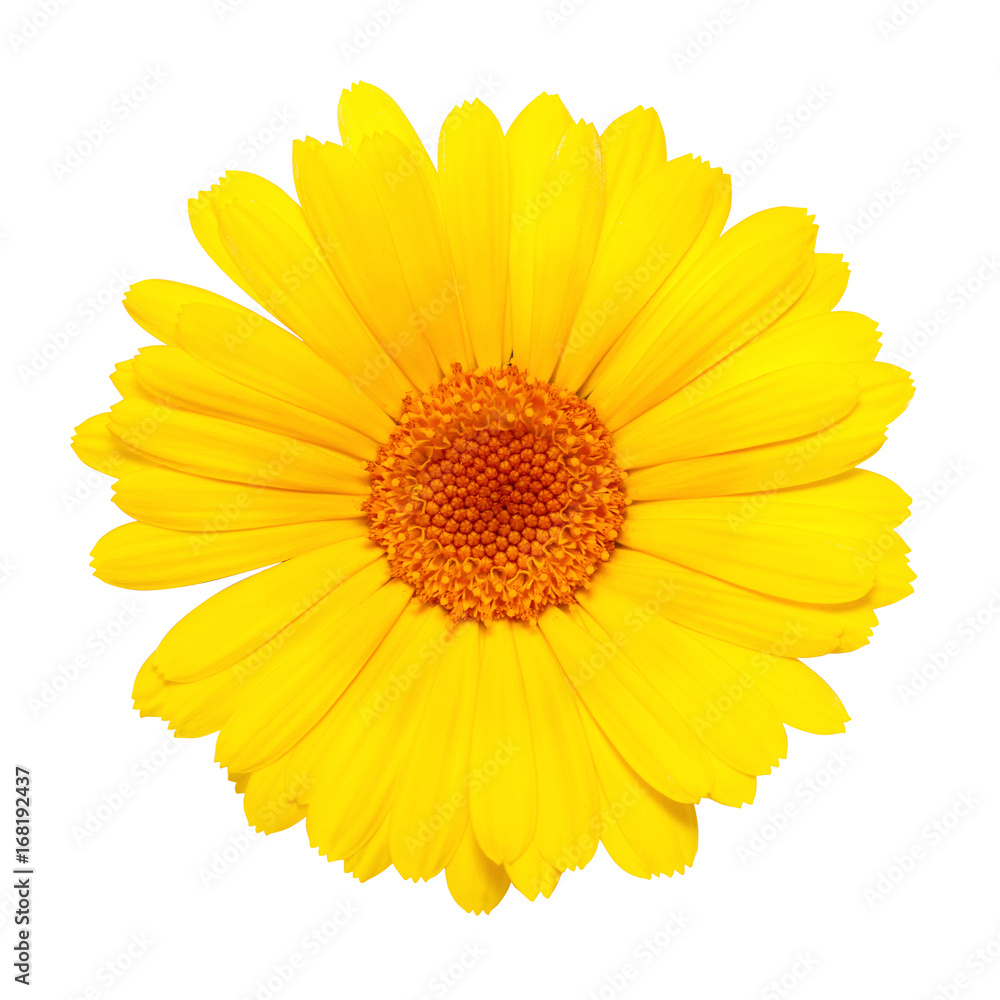 yellow flower isolated on white background yellow flower isolated on white background