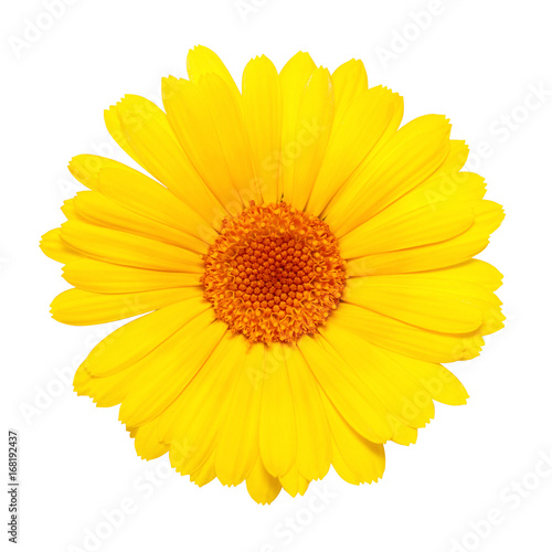 yellow flower isolated on white background
