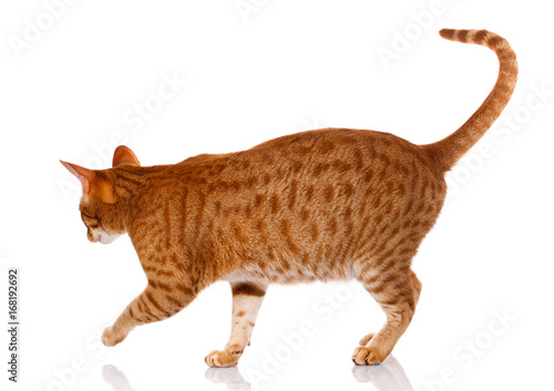 Ocicat red cat on a white background, studio photo © serkucher