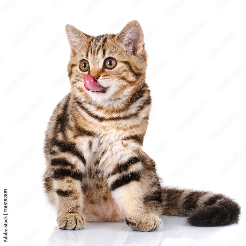 Scottish kitten sitting with open mouth