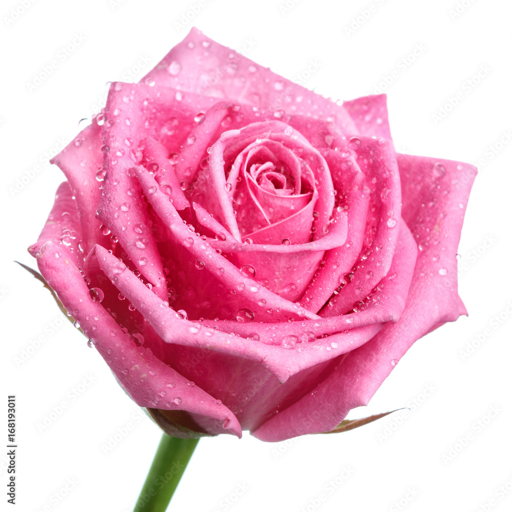 pink rose head isolated on white background pink rose head isolated on white background