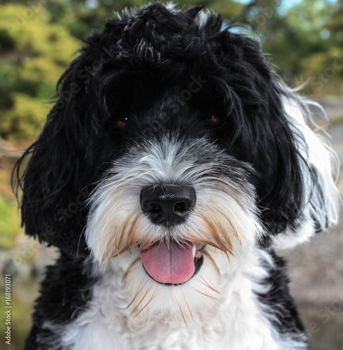 Portrait of a black and white Portuguese Water Dog